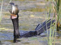 die vangs2  Reed Cormorant - Frieda Prinsloo 2013 : frieda